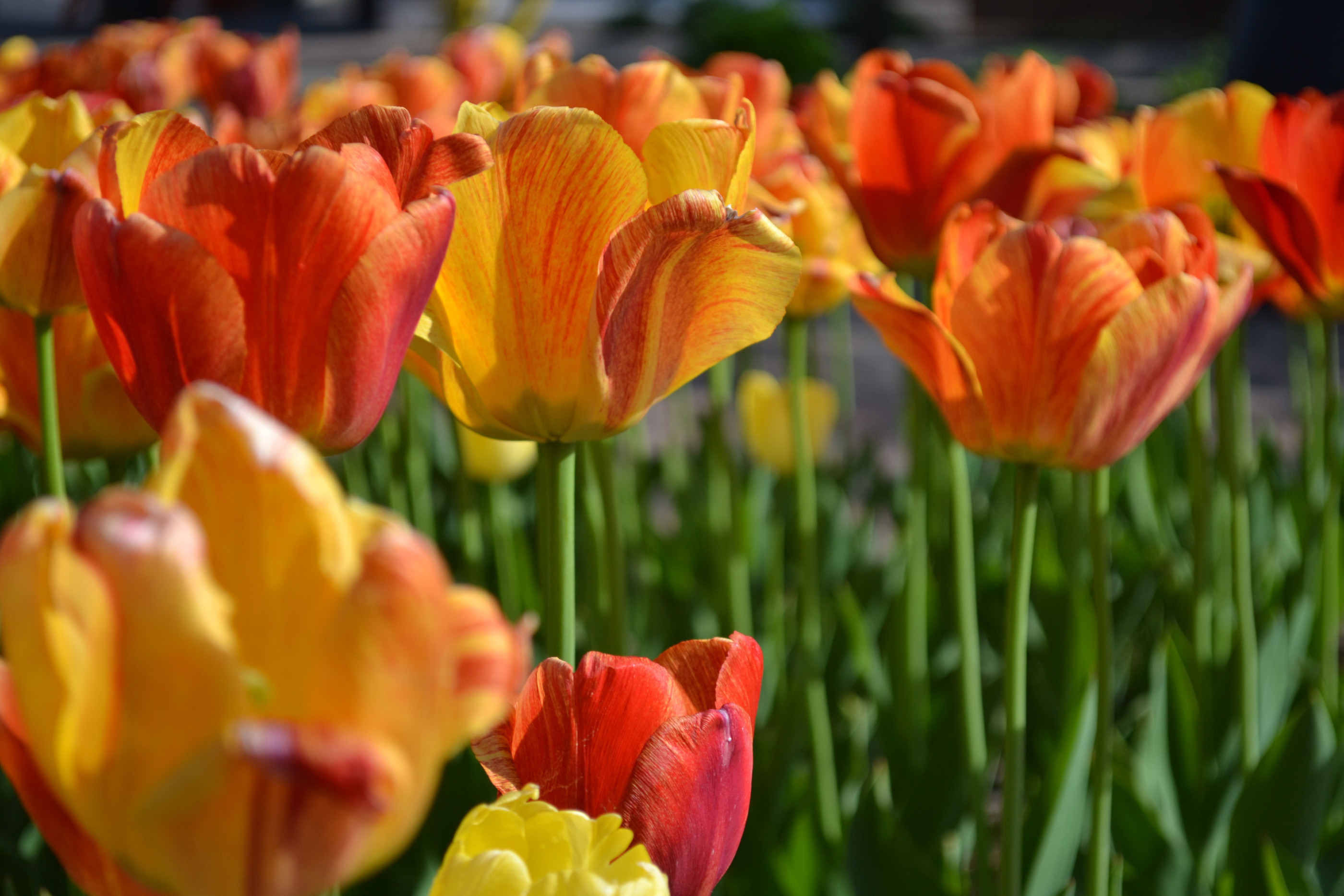 A patch of orange tulips in bloom